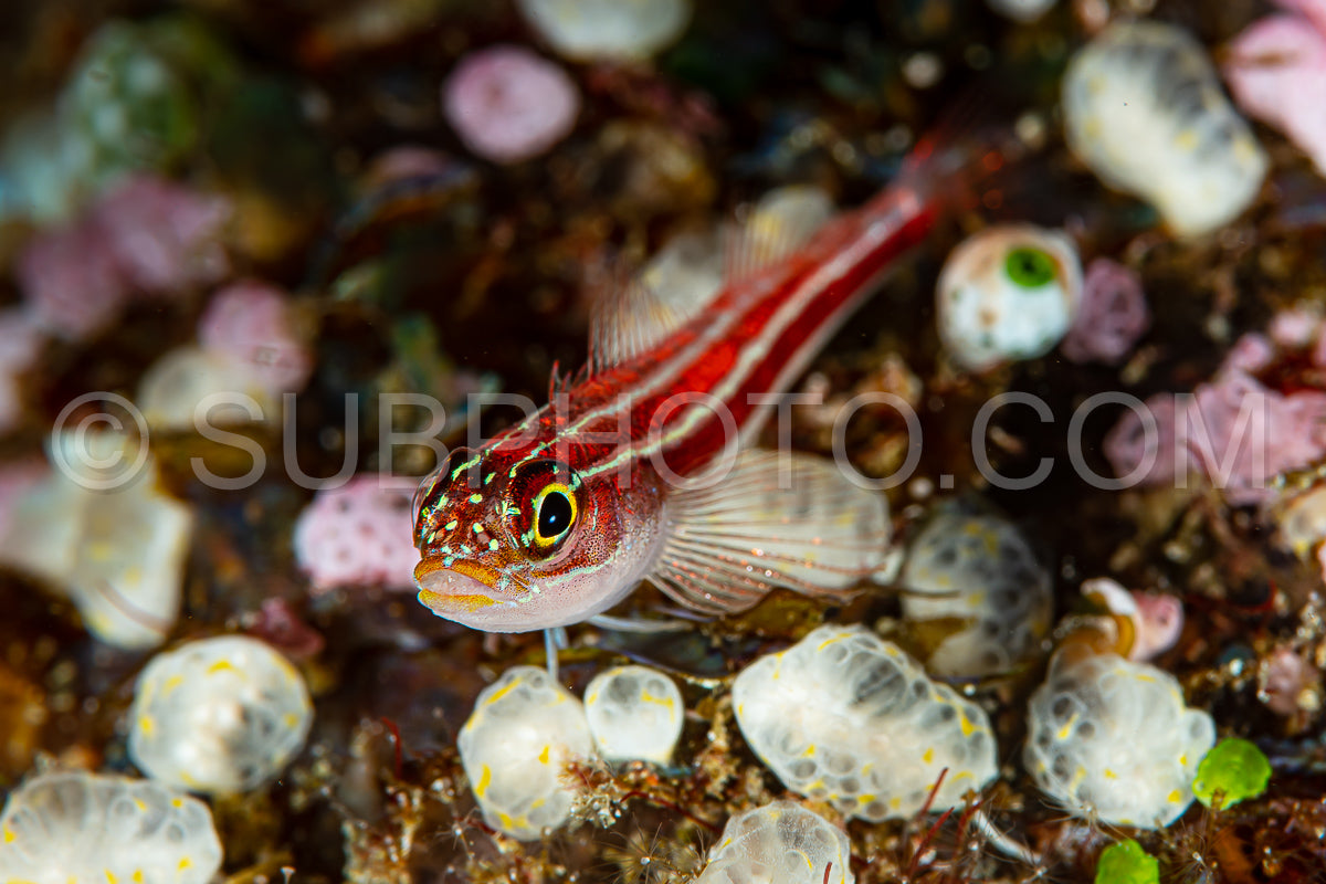 striped triplefin fish on coral