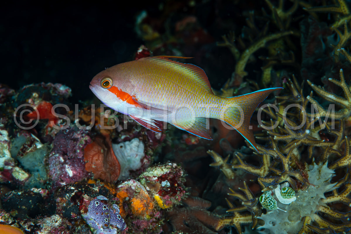 threadfin anthias fish on coral