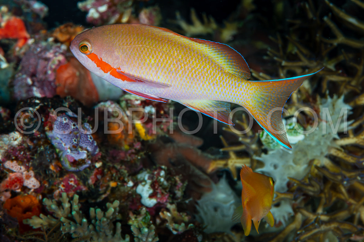 threadfin anthias fish on coral