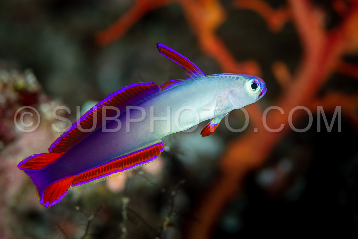 decorated dartfish fish violet purple