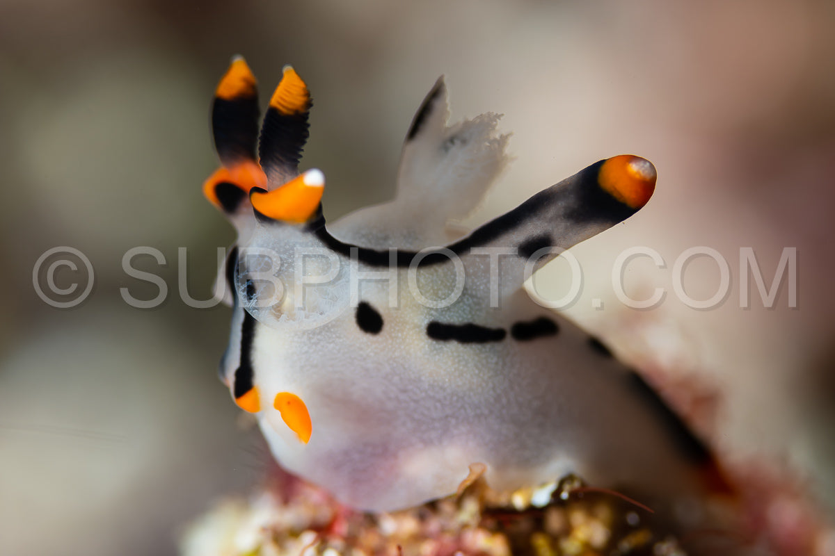 sea slug nudibranch painted thecacera