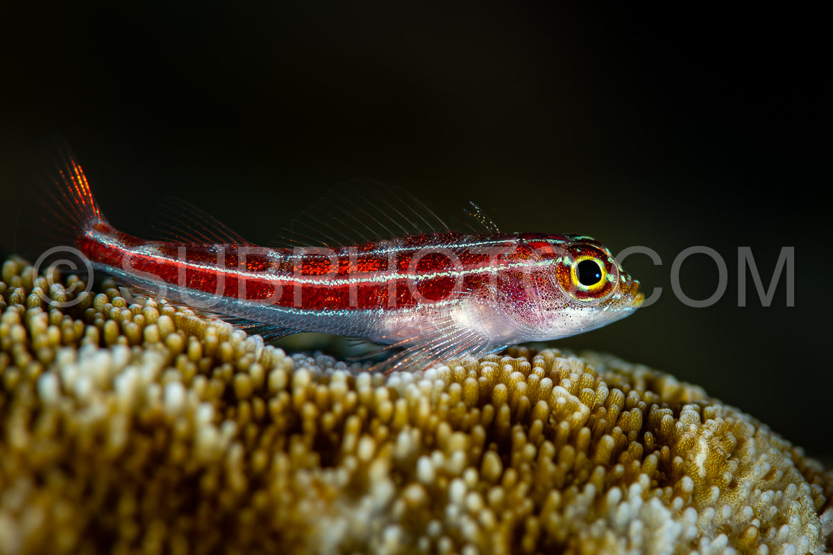 Photo de poisson triple rayé sur corail