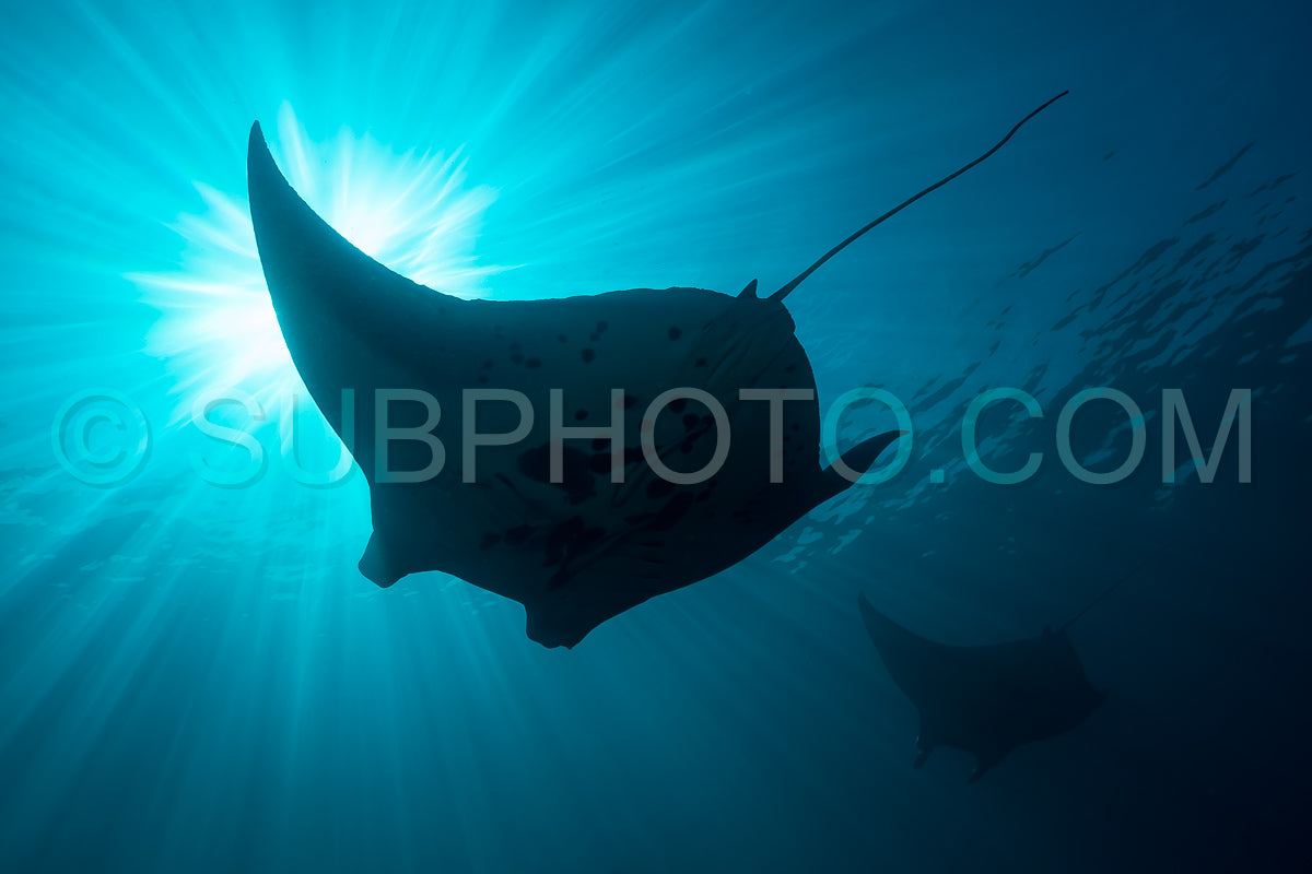 Black and white reef manta ray flying around a cleaning station in cristal blue water