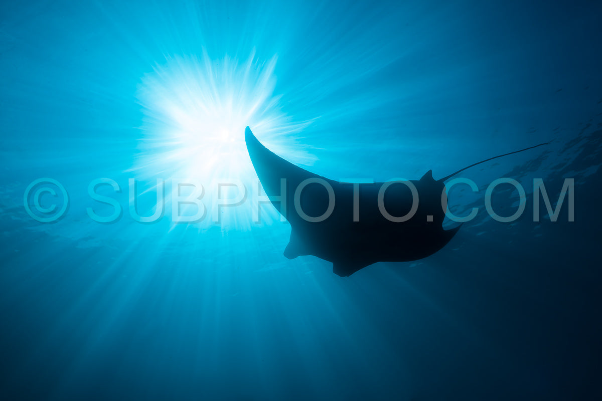 Photo de Raie manta de récif noire et blanche volant autour d'une station de nettoyage dans une eau bleu cristal