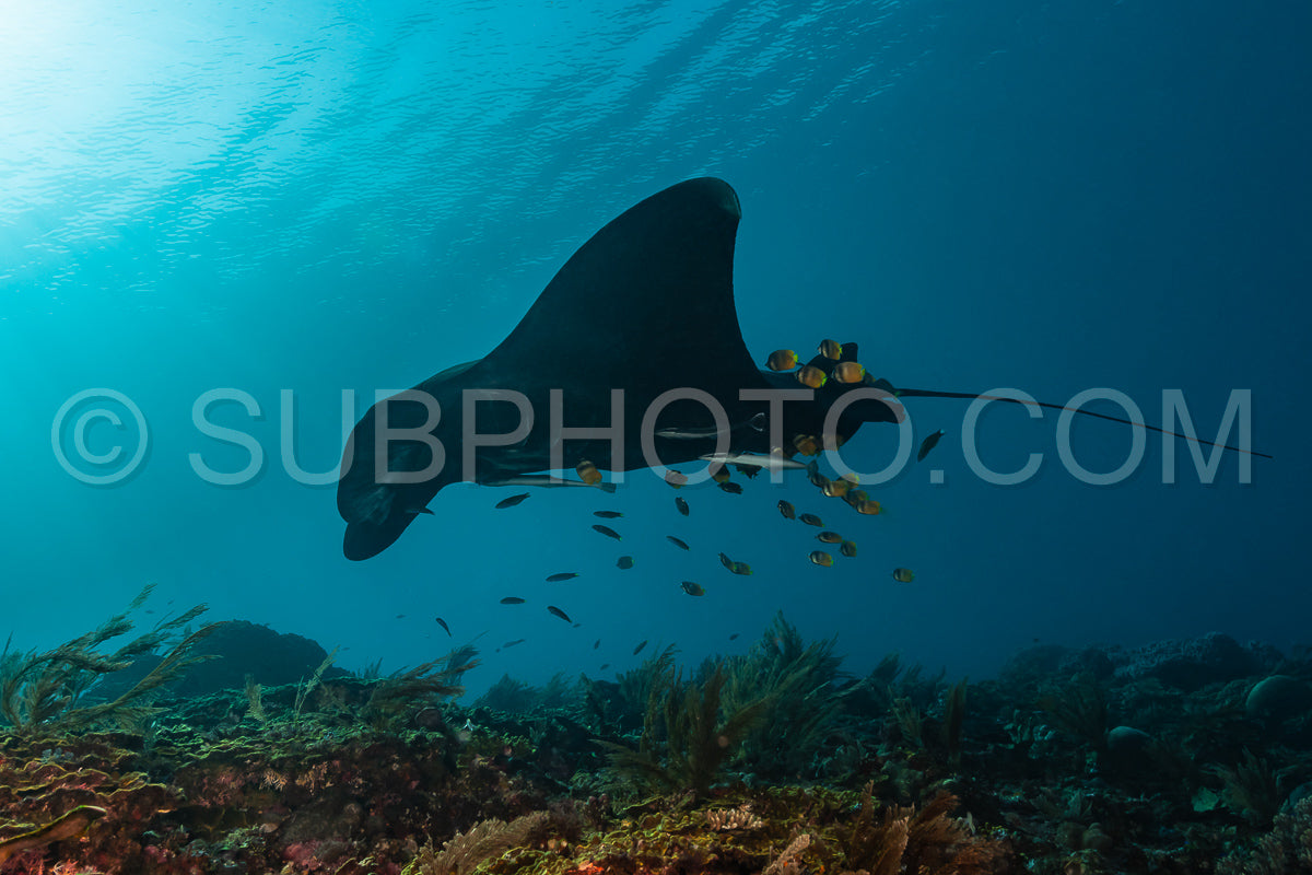 Black and white reef manta ray flying around a cleaning station in cristal blue water