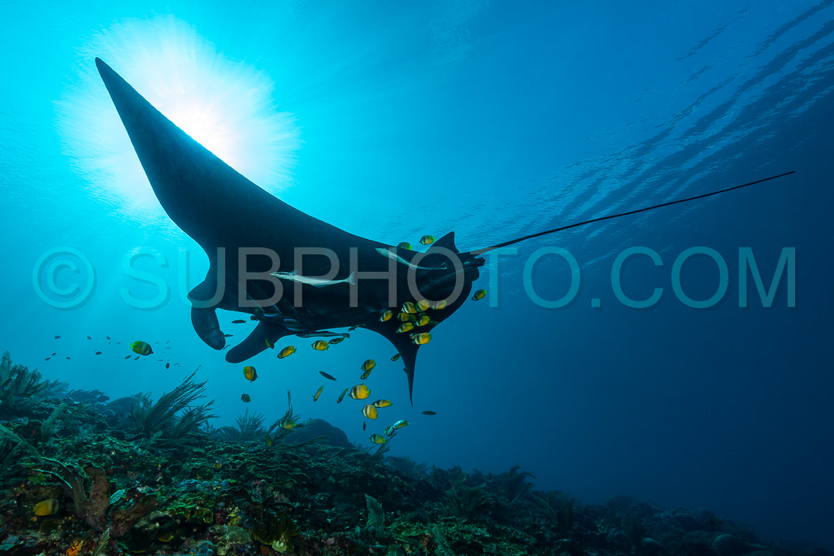 Photo de Raie manta de récif noire et blanche volant autour d'une station de nettoyage dans une eau bleu cristal