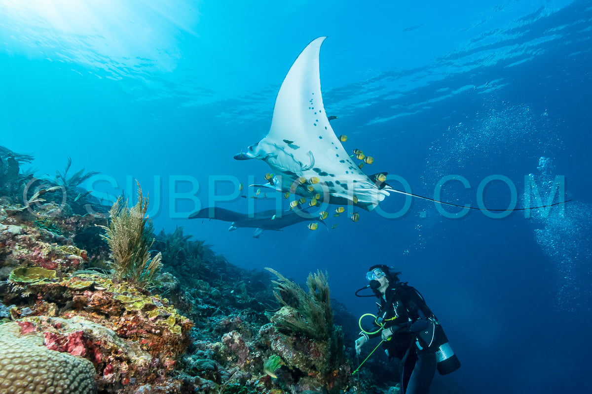 Photo de Raie manta de récif noire et blanche volant autour d'une station de nettoyage dans une eau bleu cristal