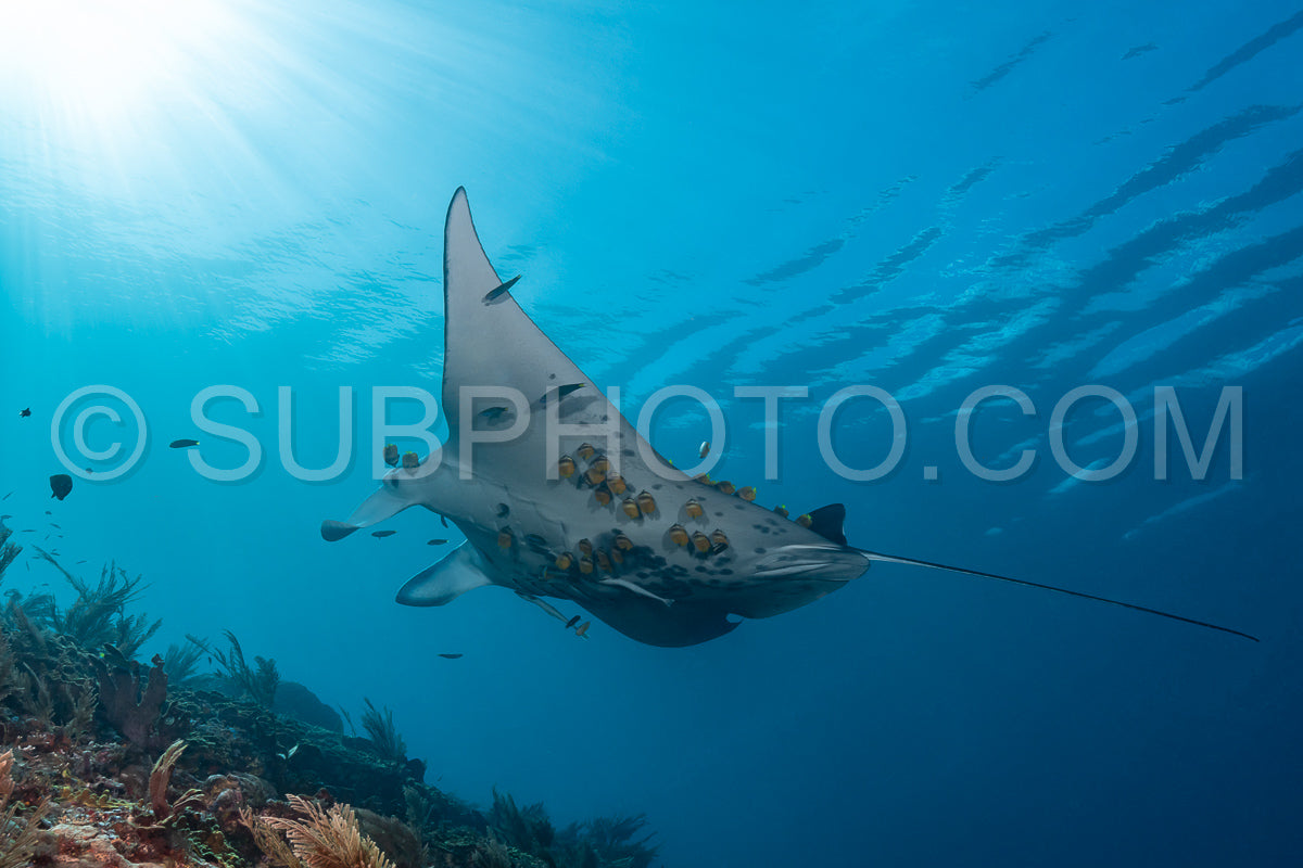 Black and white reef manta ray flying around a cleaning station in cristal blue water