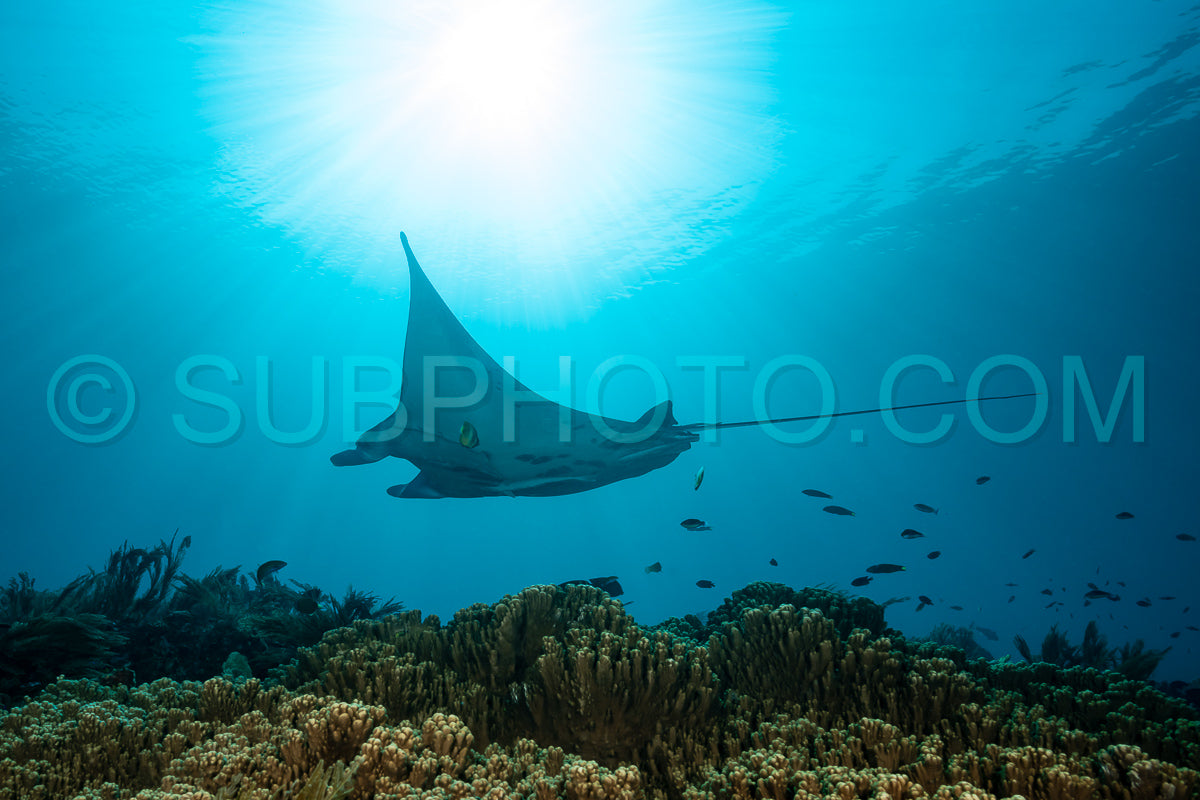 Black and white reef manta ray flying around a cleaning station in cristal blue water