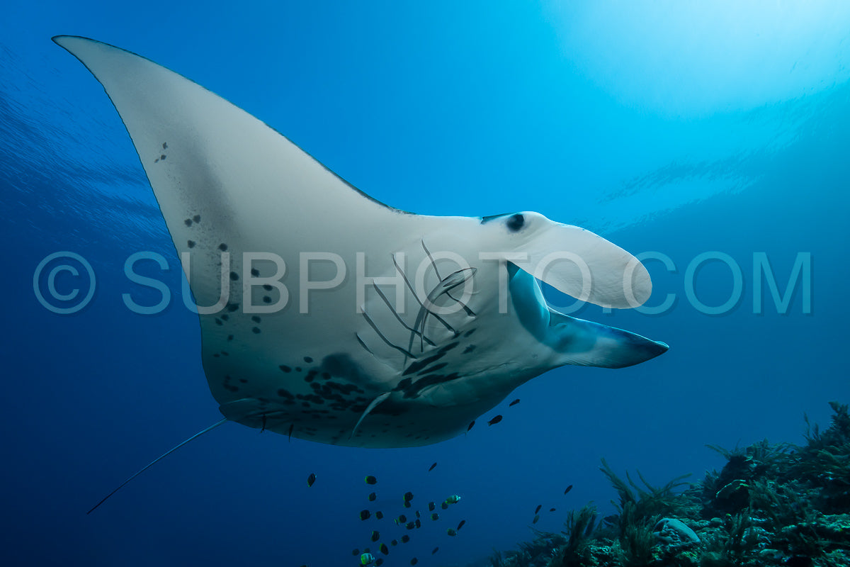Photo de Raie manta de récif noire et blanche volant autour d'une station de nettoyage dans une eau bleu cristal