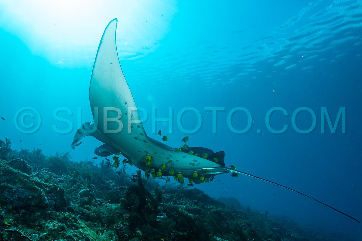 Photo de Raie manta de récif noire et blanche volant autour d'une station de nettoyage dans une eau bleu cristal