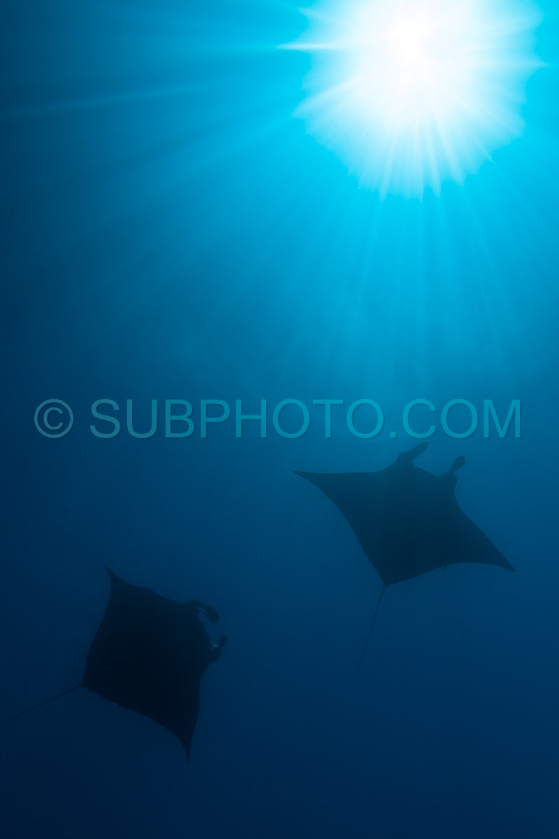 Black and white reef manta ray flying around a cleaning station in cristal blue water