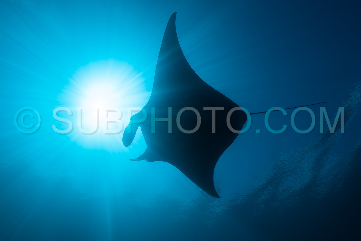 Black and white reef manta ray flying around a cleaning station in cristal blue water