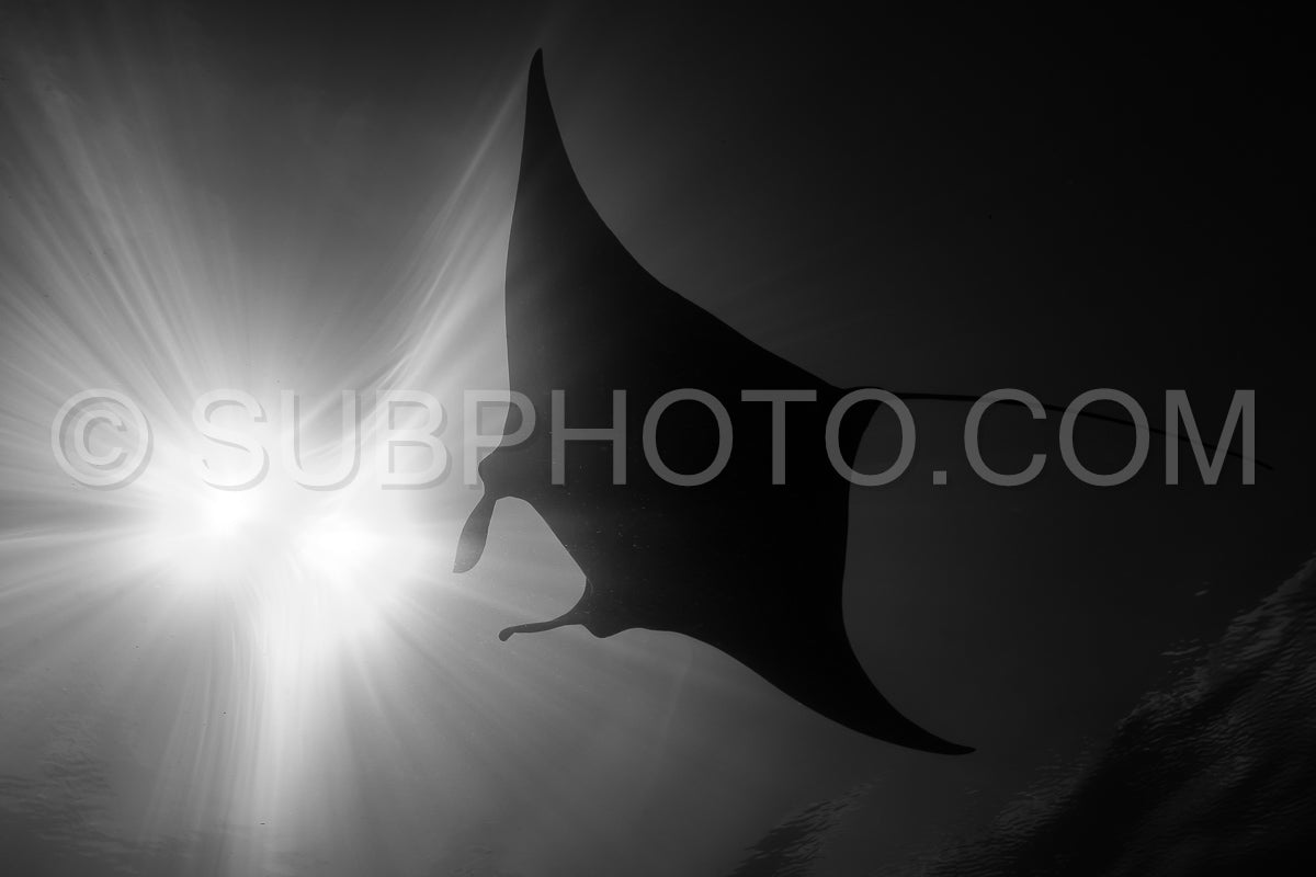 Photo de Raie manta de récif noire et blanche volant autour d'une station de nettoyage dans une eau bleu cristal