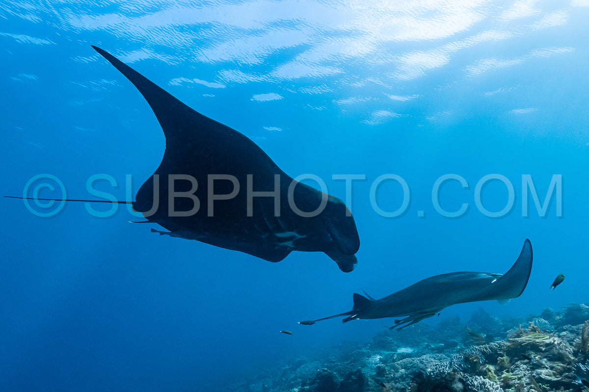 Black and white reef manta ray flying around a cleaning station in cristal blue water