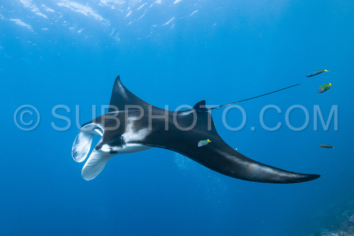 Photo de Raie manta de récif noire et blanche volant autour d'une station de nettoyage dans une eau bleu cristal