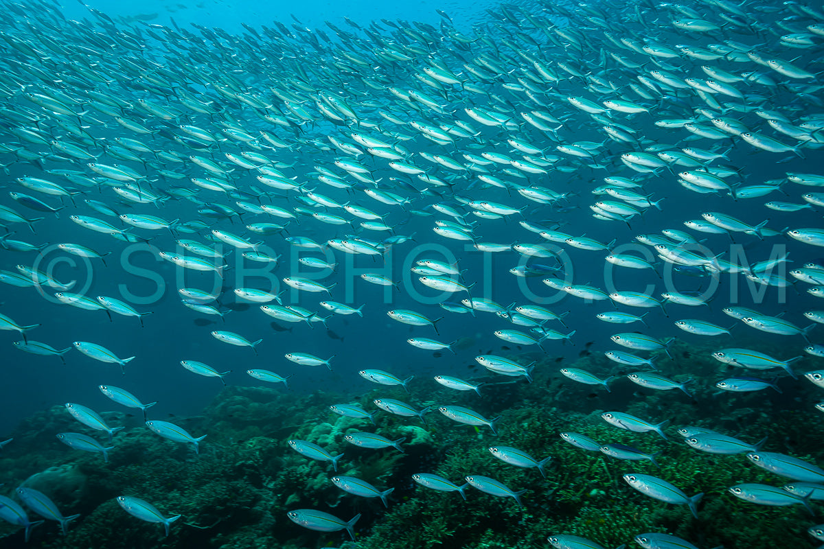 school of narrowstripe fusilier fish