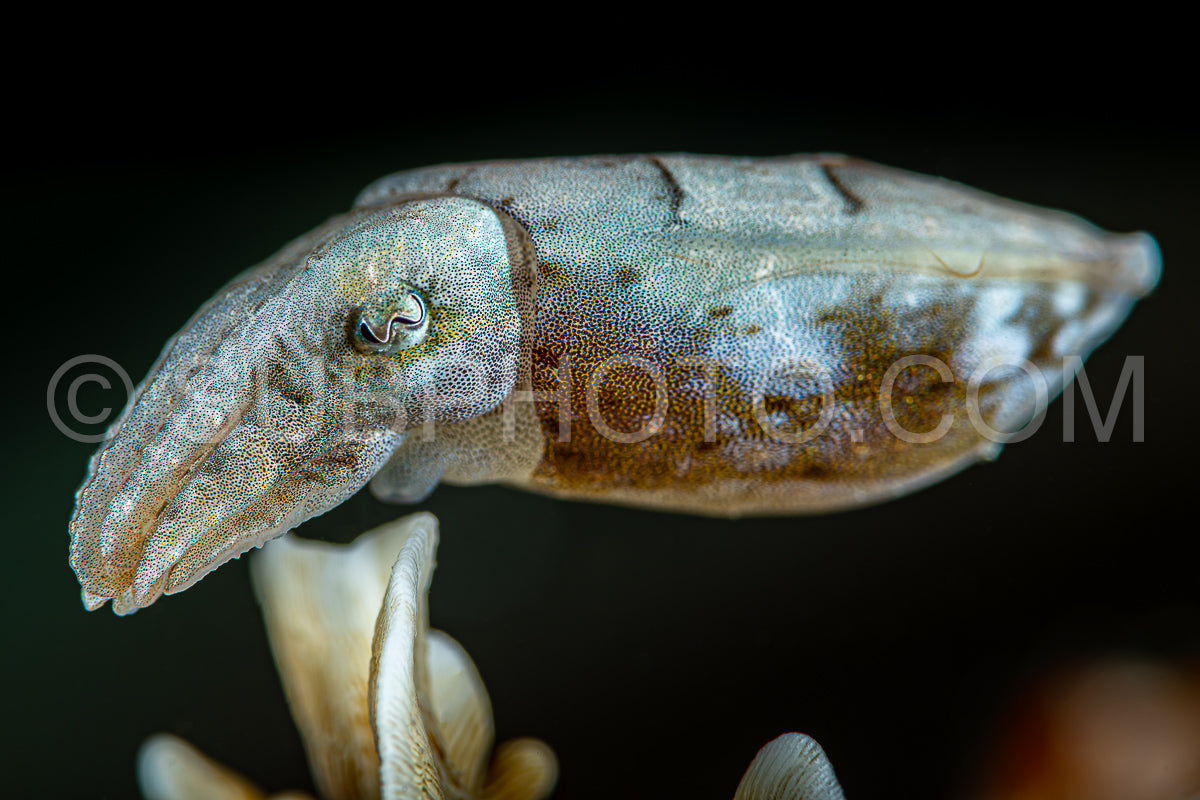 juvenile newborn flamboyant cuttlefish