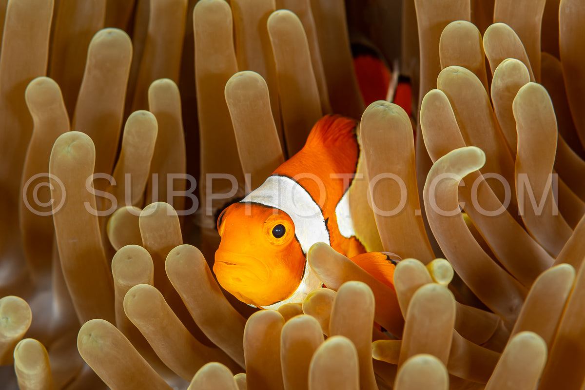false clown anemonefish on reef