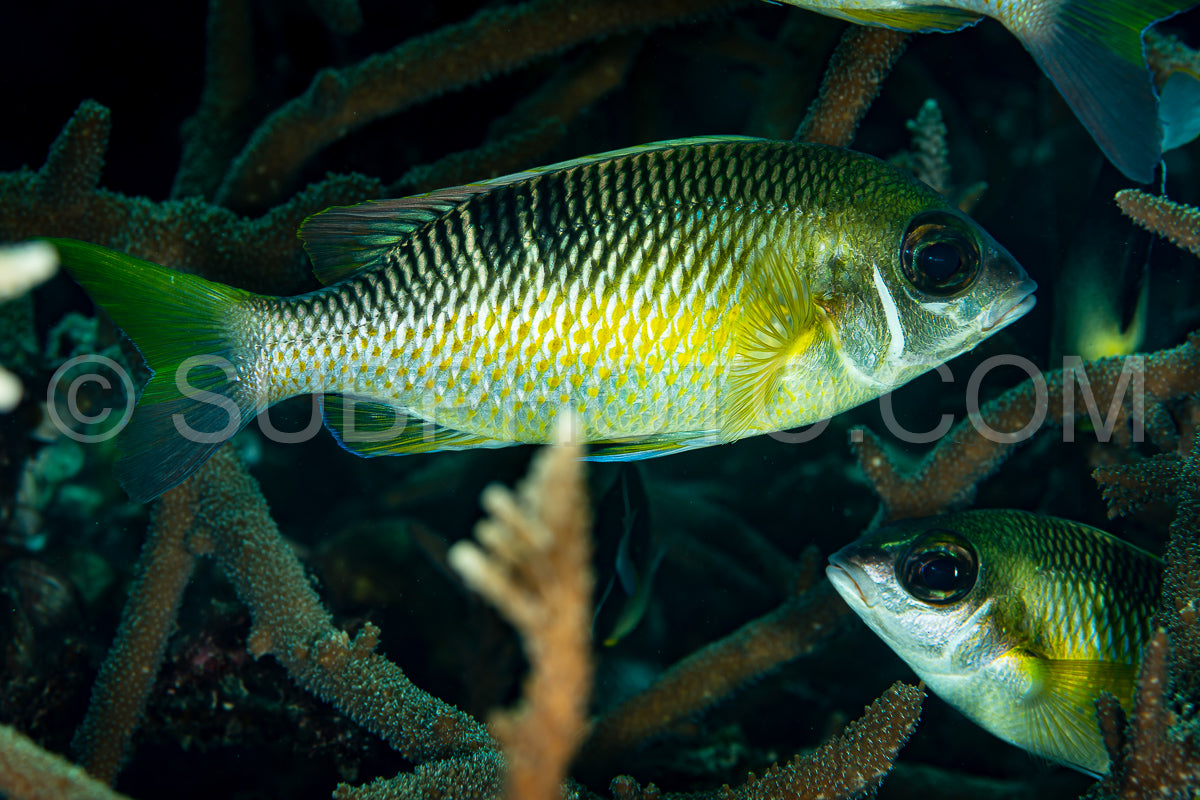 pearly monocle bream fish on reef