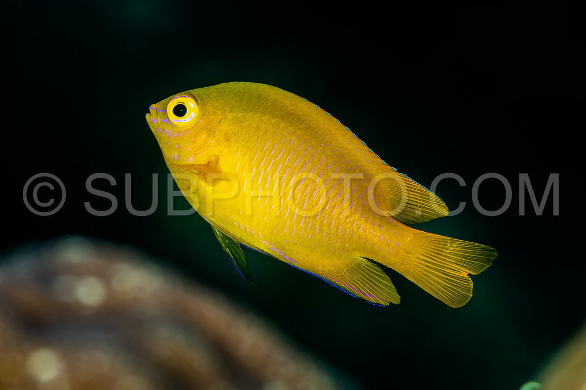Photo de poisson demoiselle jaune citron
