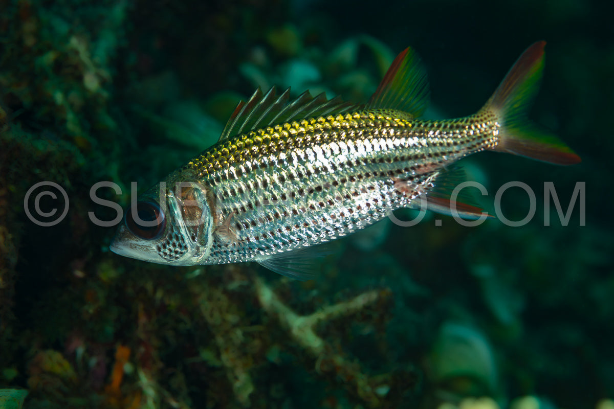 spotfin squirrelfish fish on reef