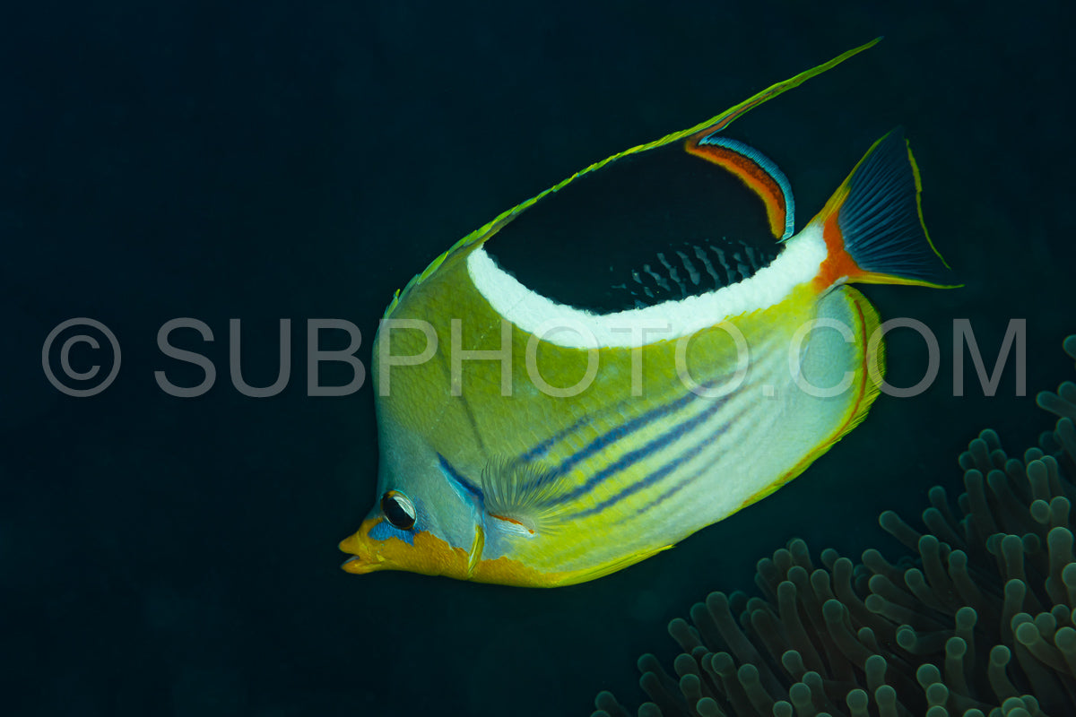 saddled butterflyfish fish on reef