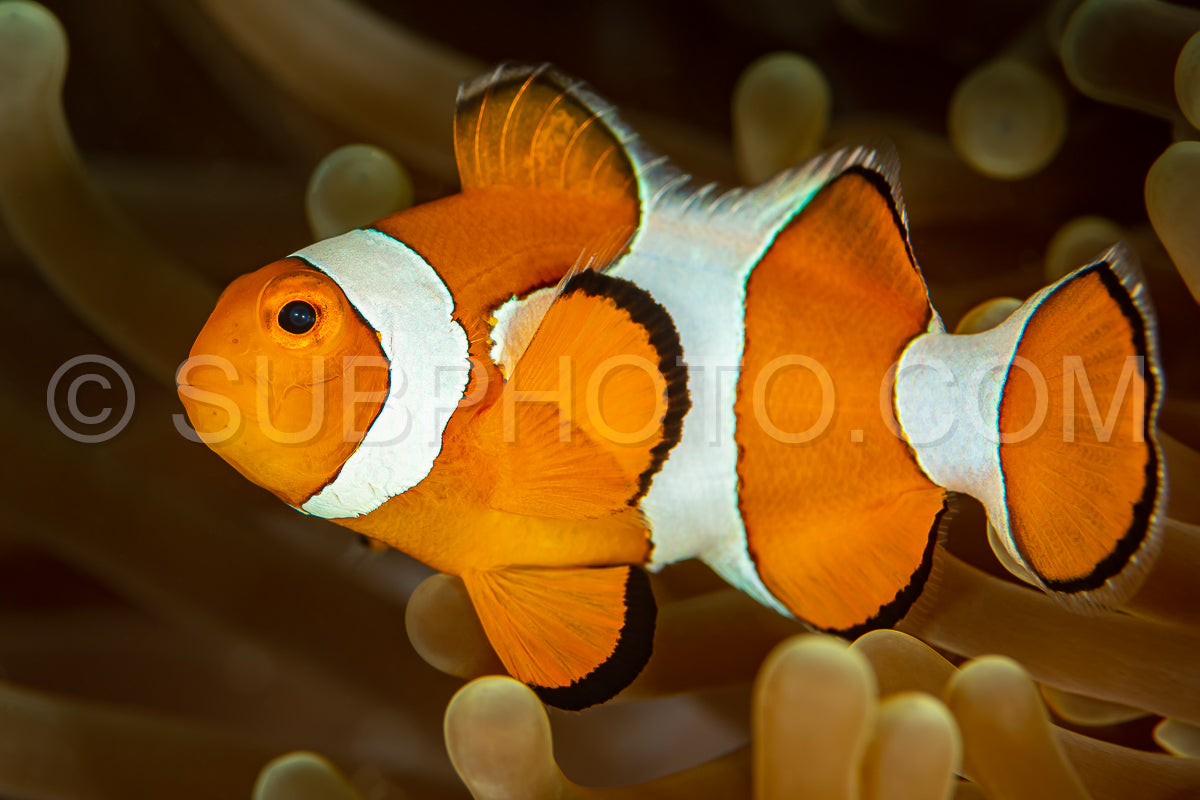 false clown anemonefish on reef