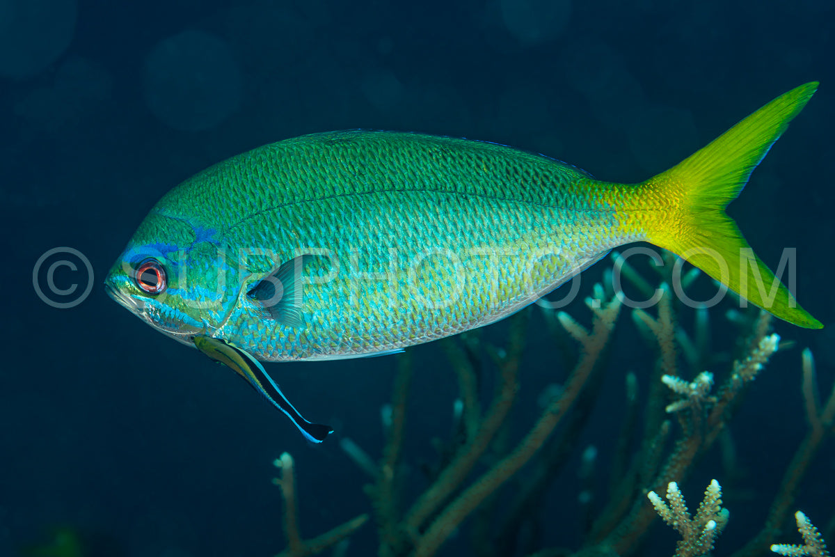 yellowtail fusilier fish with cleaning wrasse