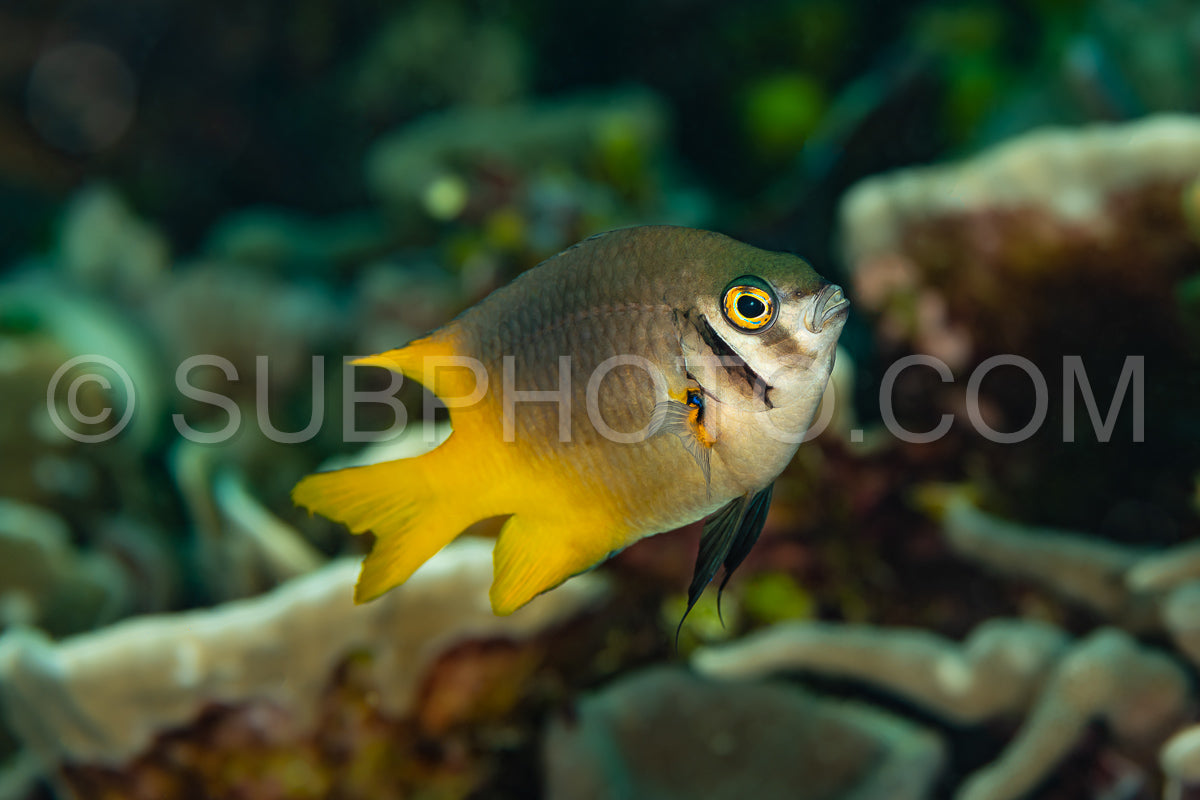 Photo de poisson à queue jaune poisson à queue jaune poisson à queue jaune