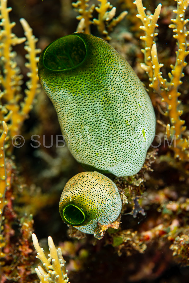 green tunicate on coral reef