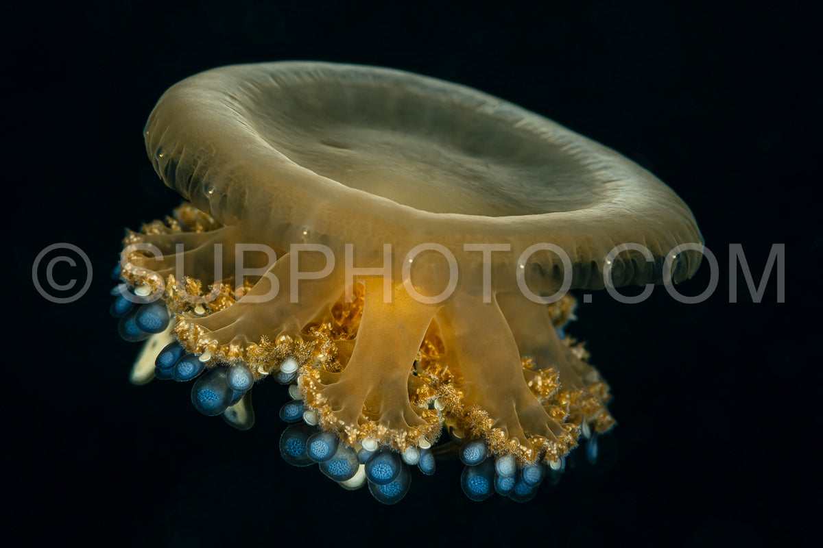 juvenile cassiopea andromeda upside-down jellyfish