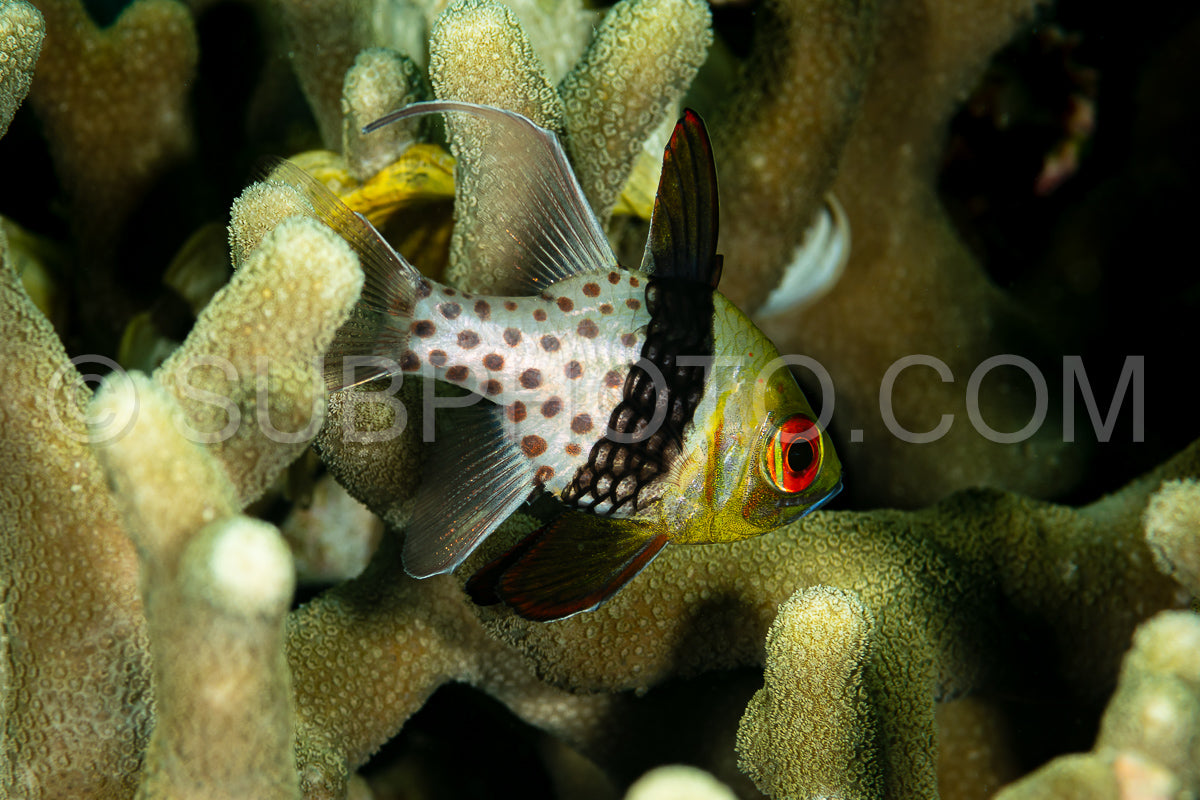 pajama cardinalfish fish on reef