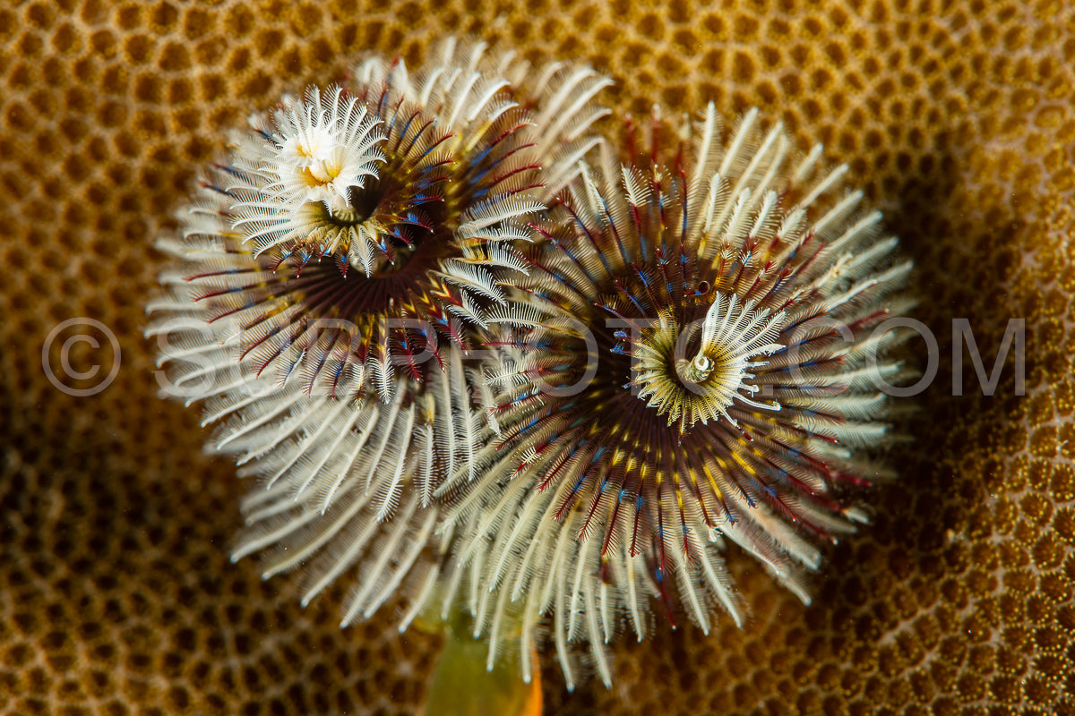 white christmas tree worms on coral reef