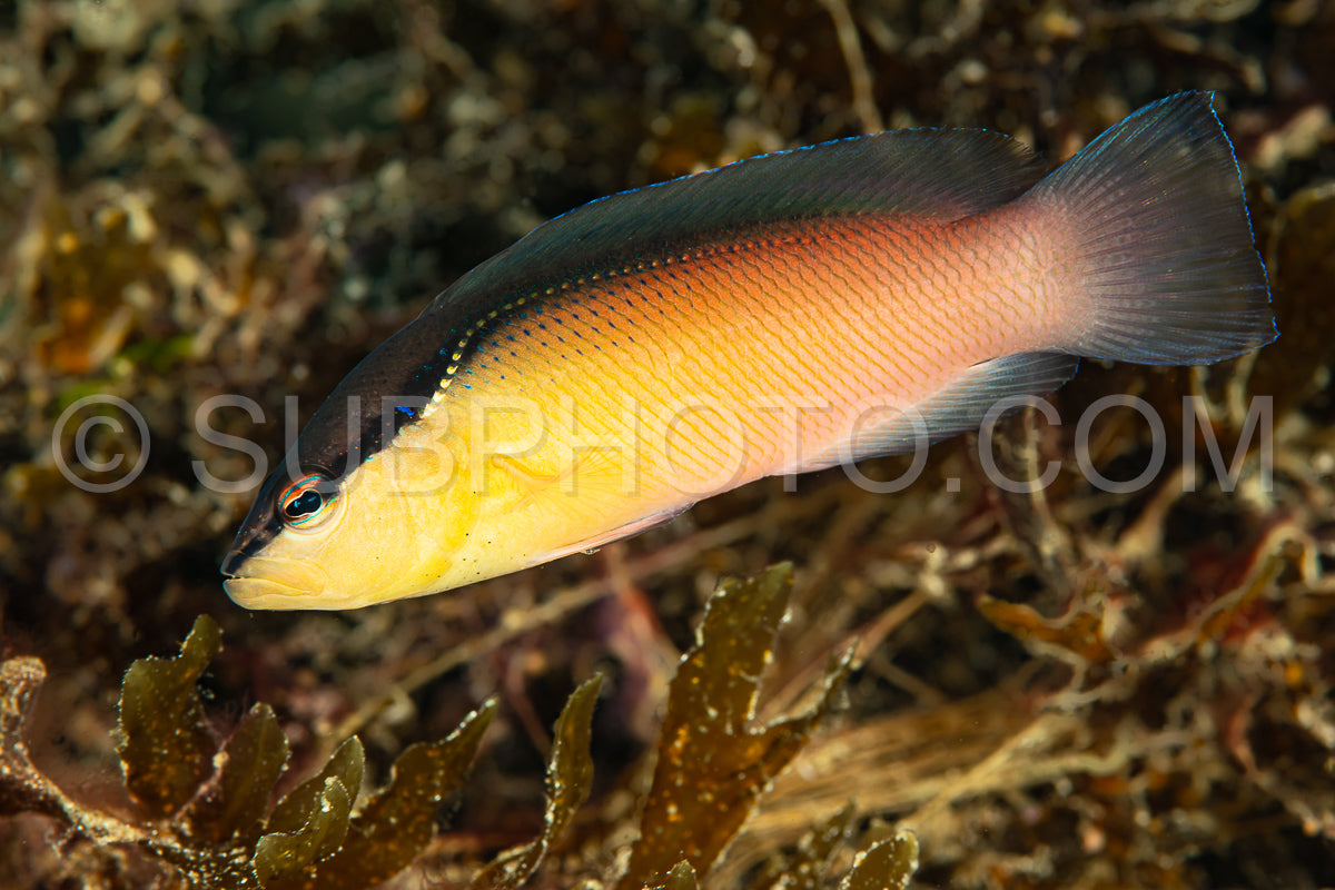 blackstripe dottyback fish yellow variation