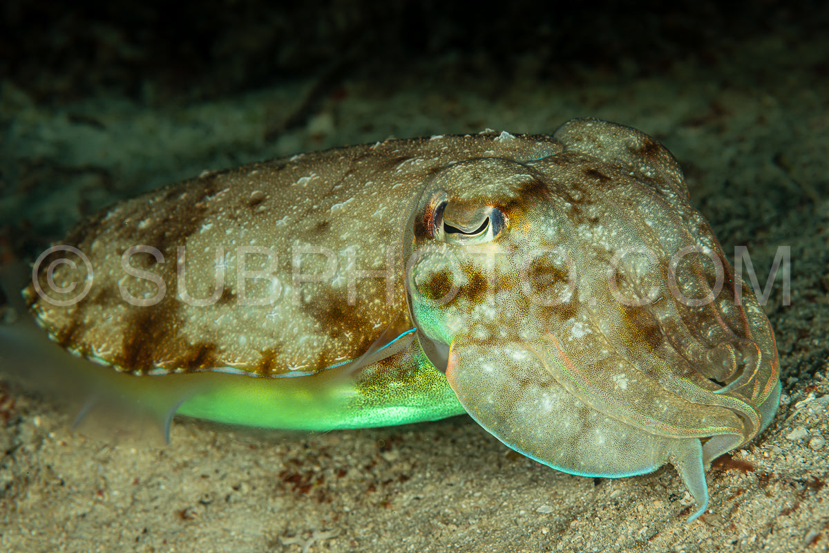 broadclub cuttlefish on sandy bottom
