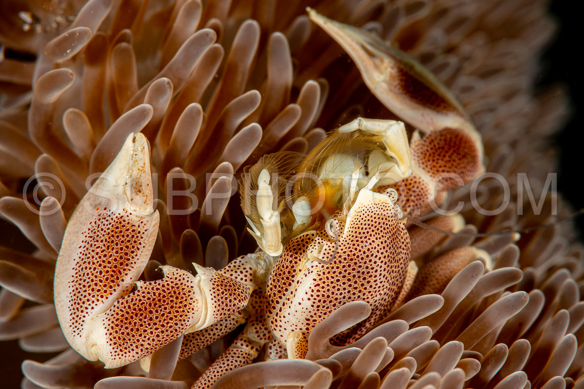 Photo de crabe de porcelaine épineux dans une anémone