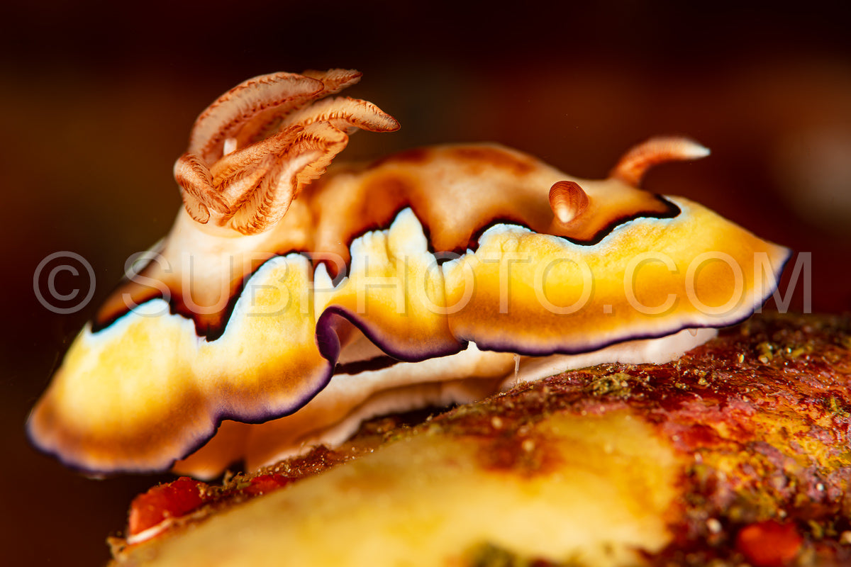 sea slug nudibranch co's chromodoris
