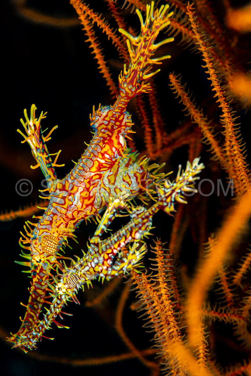 Photo de poisson fantôme jaune orné