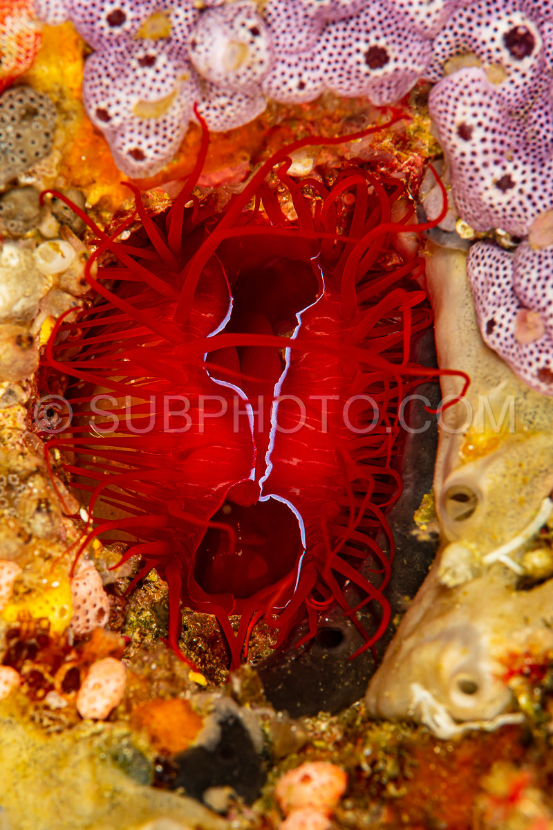 red blue electric fileclam bivalve
