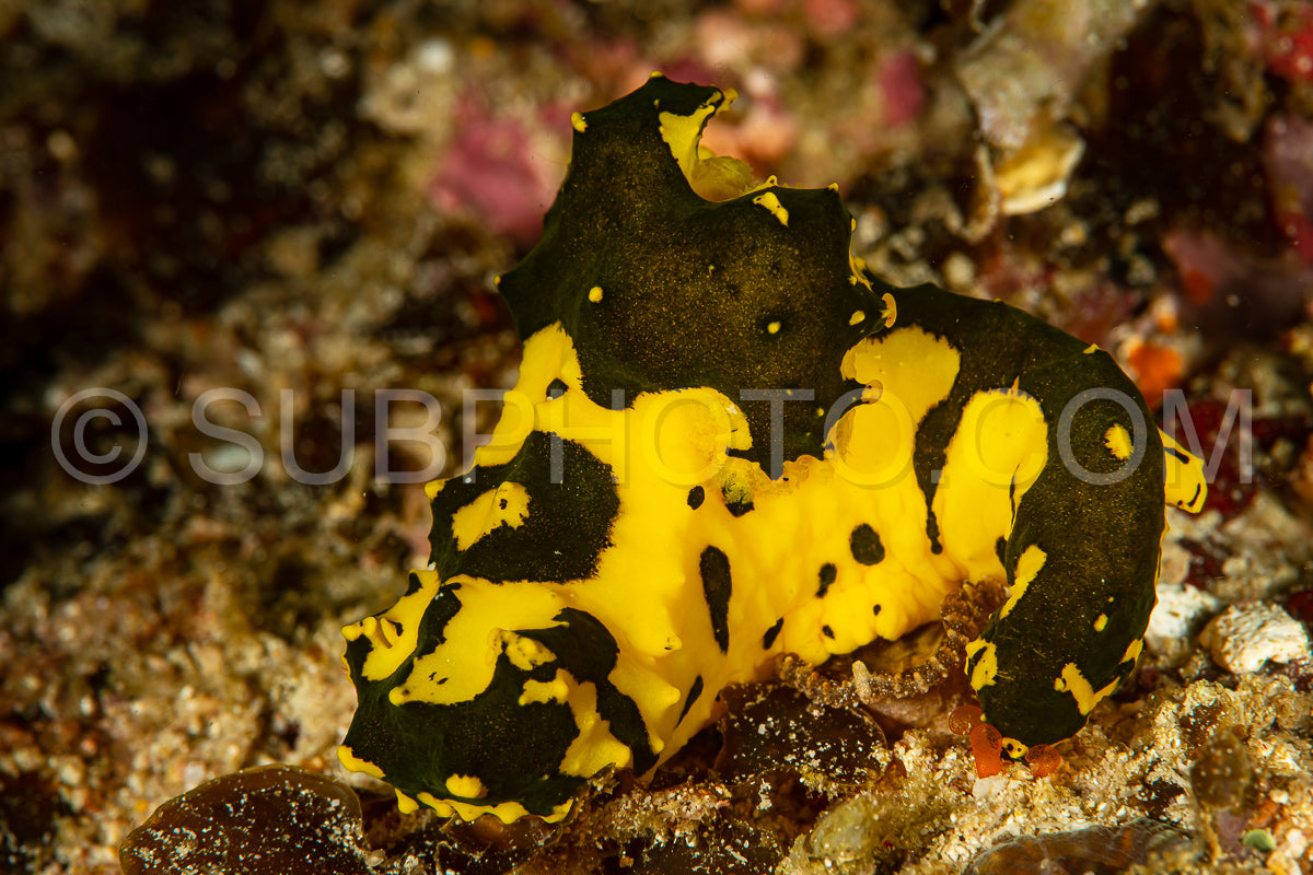 Photo de nudibranche banane de gardiner limace de mer
