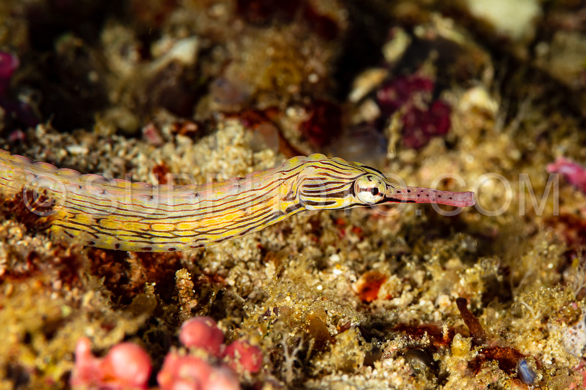 Photo de poisson-pipe à taches orange sur fond sablonneux