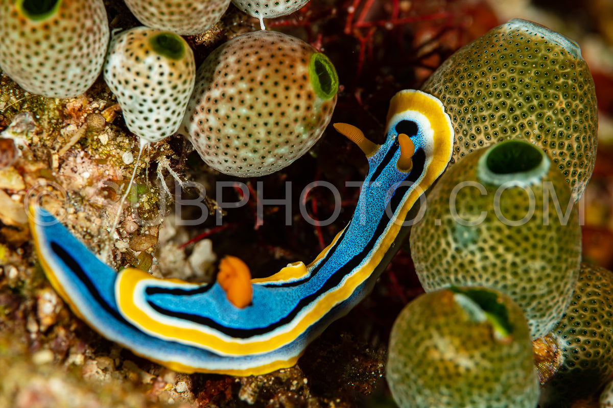 Photo de nudibranche de la limace de mer chromodoris d'anna