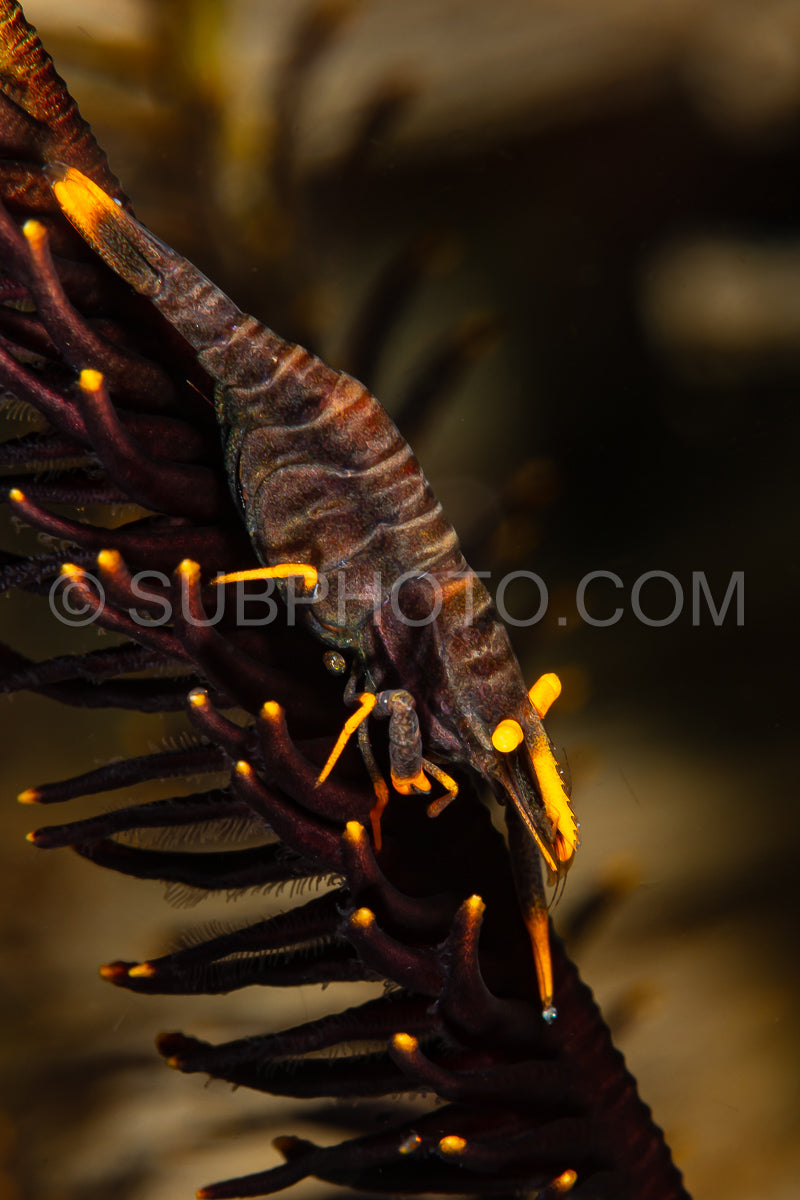Photo de crevette commensale du crinoïde ambon jaune noir