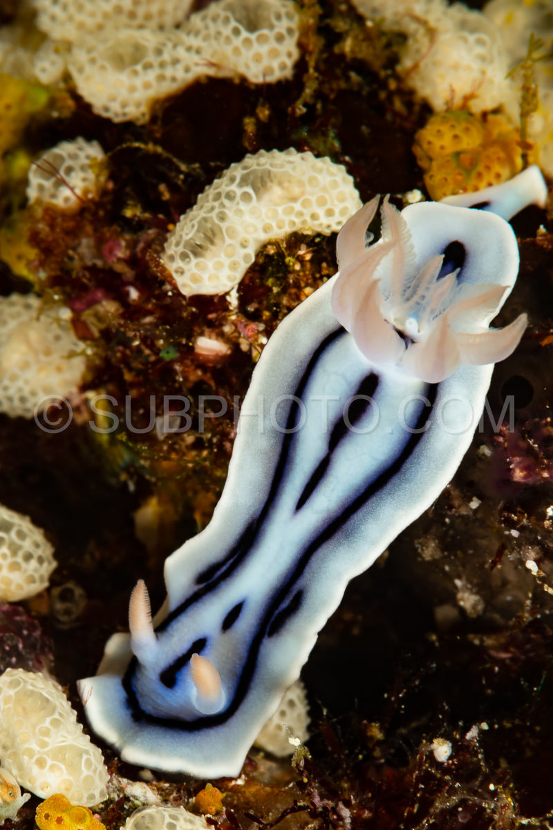 sea slug nudibranch loch's chromodoris