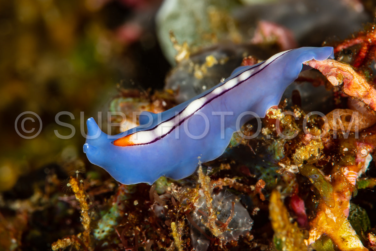 blue racing stripe polyclad flatworm