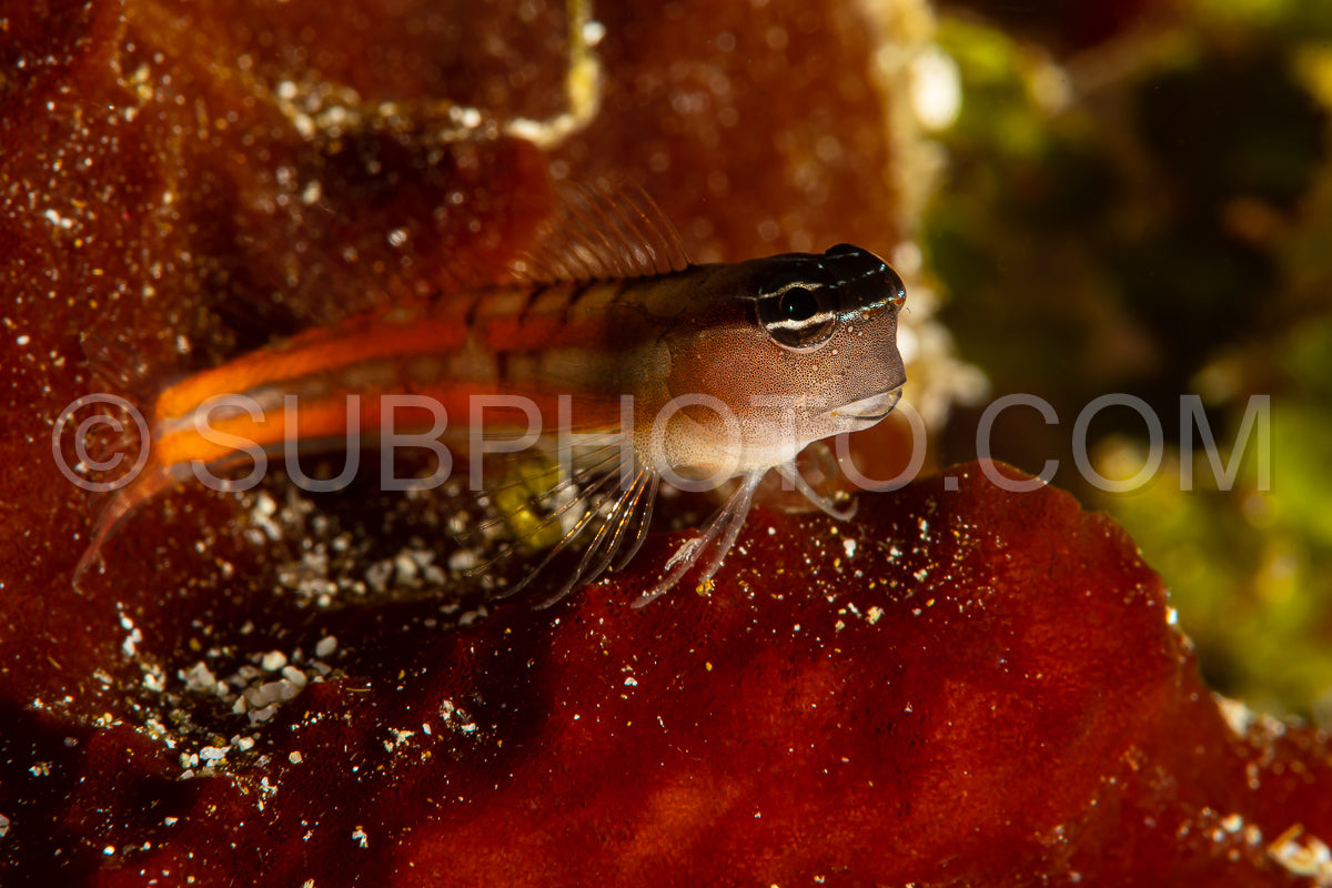 red twocoat coralblenny blenny fish