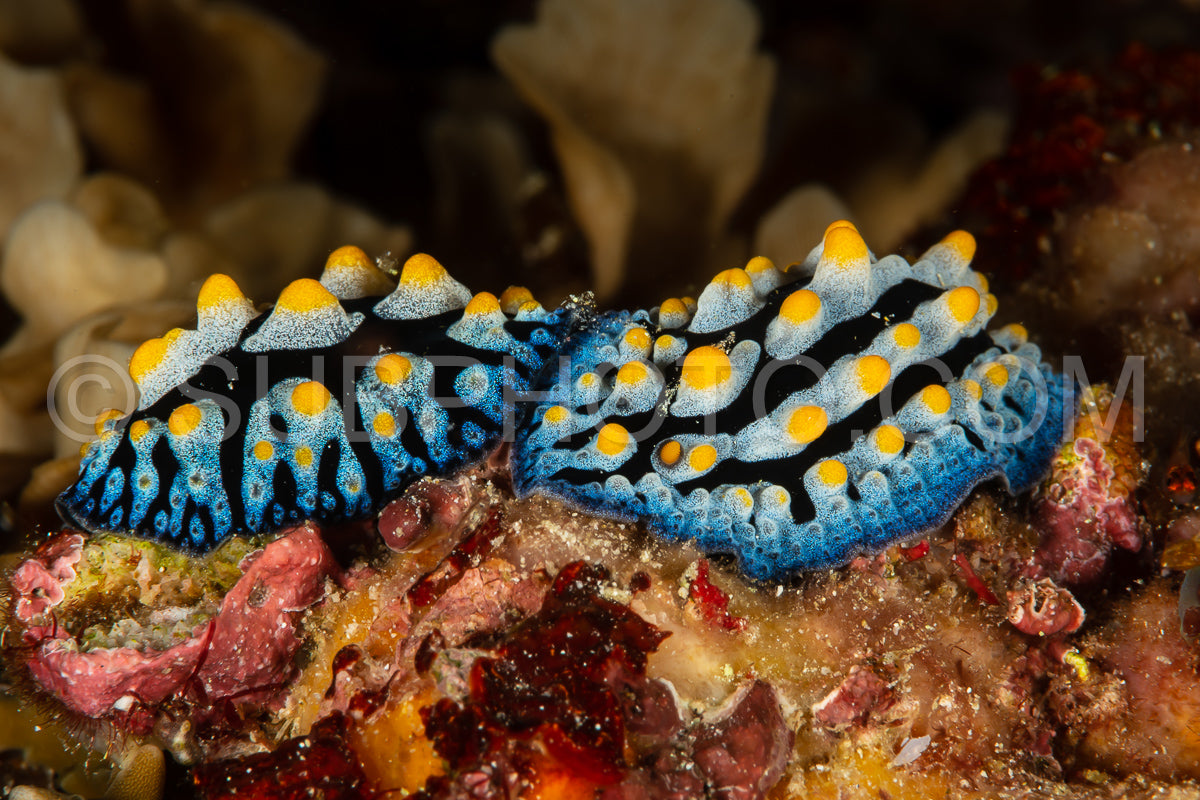 two nudibranch sea slug tula phyllidia