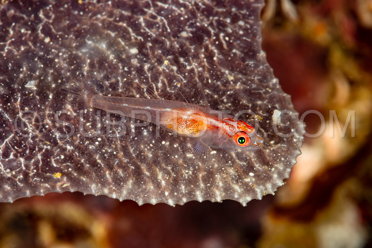 translucent coral goby fish gobiidae