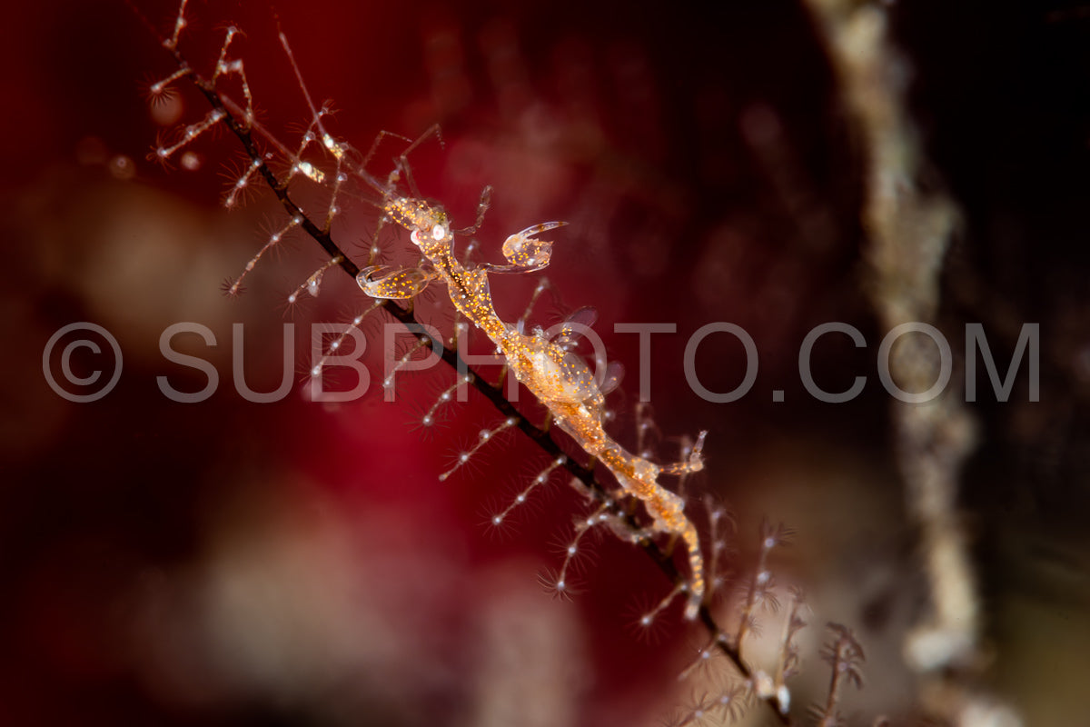 Photo de caprella tachetée crevette squelette caprellidae